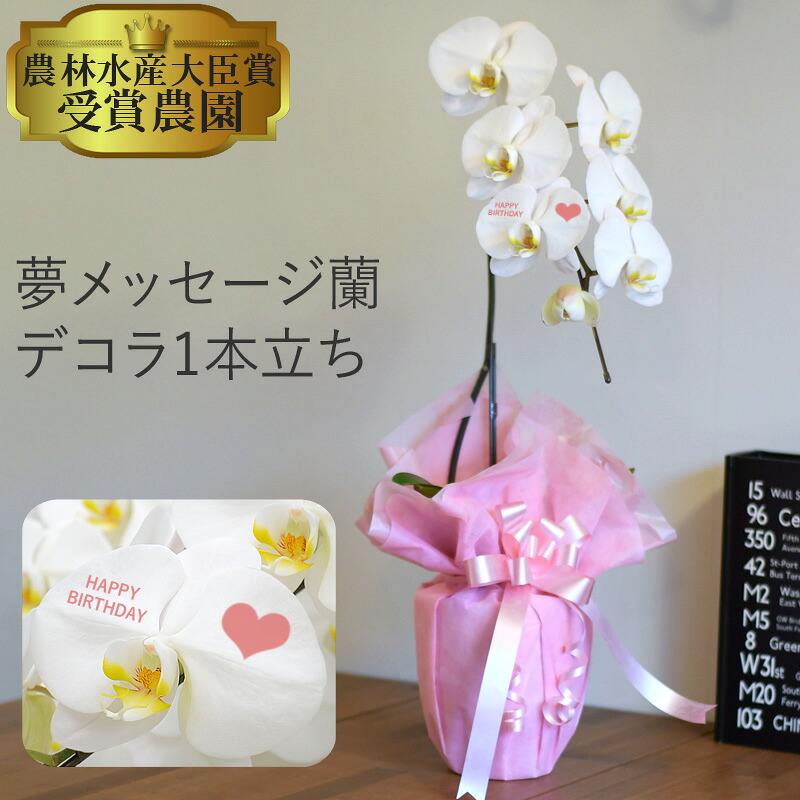 夢申し立て幽客 夢見鳥蘭 大輪 1本立ち6輪以上 祝い事  開店祝い事 着任祝い事 移し替える祝い事 花 差し上げ物 お供え 生まれ落ちる日 母の日 差し上げ物 蘭 晴れ晴れしい 6R【取り引き日昼12時迄の申しつけるでまたの日さし出し】
