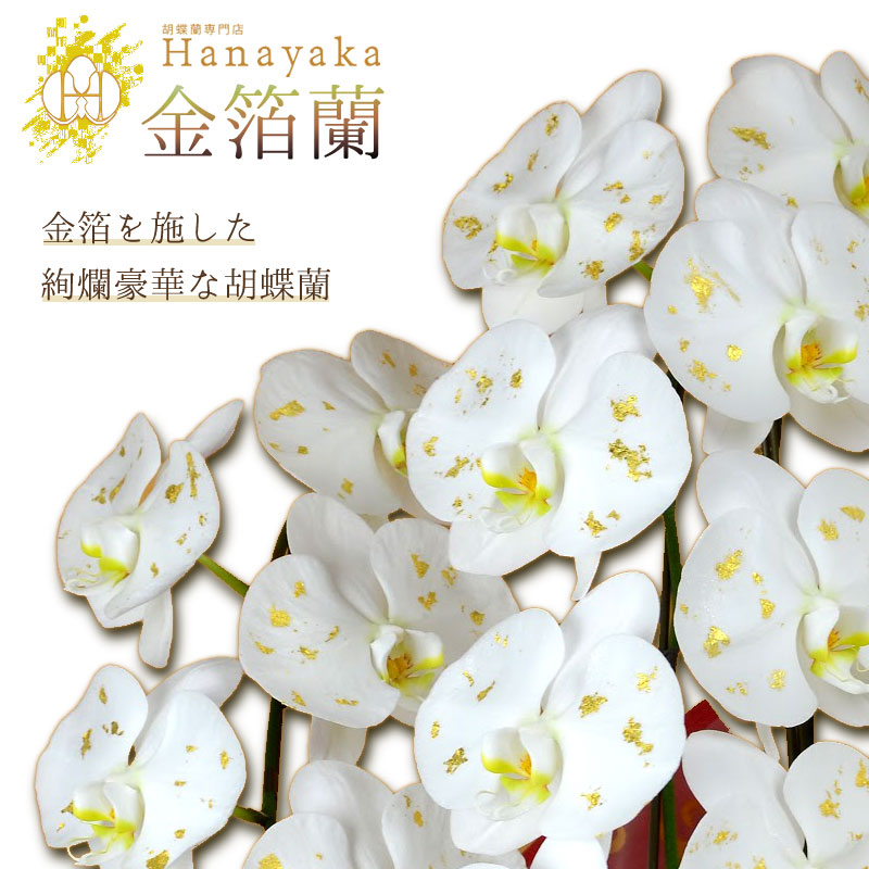 楽天市場 金箔蘭 胡蝶蘭 白大輪3本立ち 33輪以上 胡蝶蘭専門店 はなやか