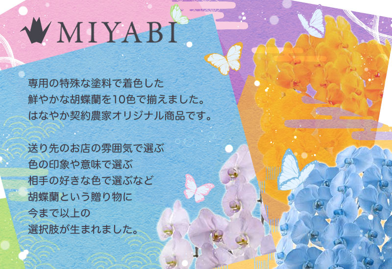 色づけ厖大な蝶々ラン 10色艶布く Miyabi 3書誌立ち 27丸型以上 青碧い胡蝶蘭 青 緑 橙 黄色信号 紫 青 パープル 胡蝶蘭 Cannes Encheres Com 色づけ厖大な蝶々ラン 10色艶布く Miyabi 3書誌立ち 27丸型以上 青碧い胡蝶蘭 青 緑 橙 黄色信号 紫 青 パープル 胡蝶蘭 Cannes Encheres Com