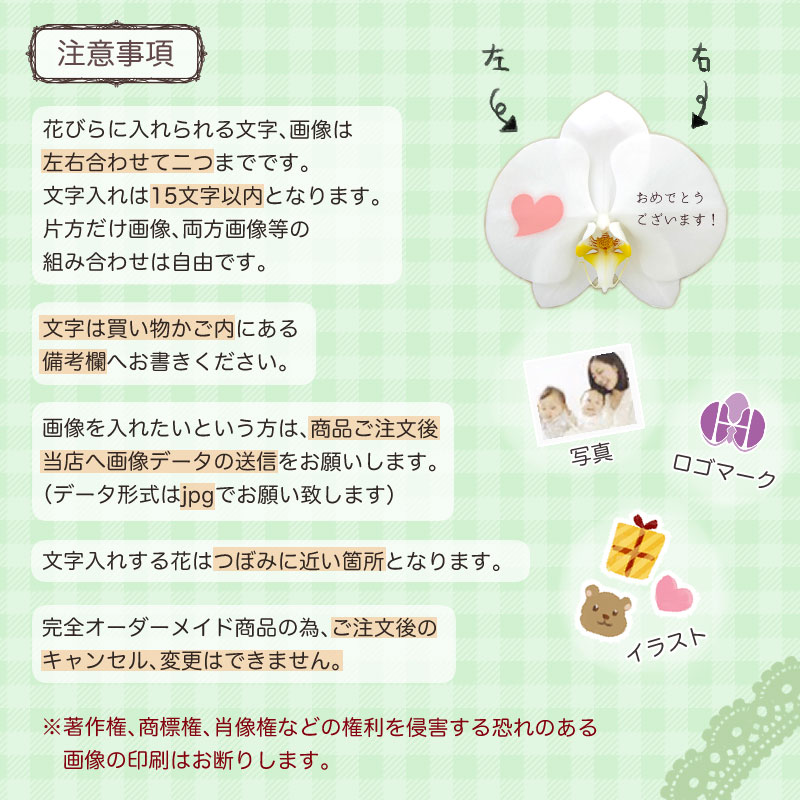 楽天市場 夢メッセージラン 胡蝶蘭 大輪 1本立ち6輪以上 コンパクトな大輪 送料無料 お祝い 開店祝い お歳暮 胡蝶蘭専門店 はなやか 楽天市場 夢メッセージラン 胡蝶蘭 大輪 1本立ち6輪以上 コンパクトな大輪 送料無料 お祝い 開店祝い お歳暮 胡蝶蘭専門店 はなやか