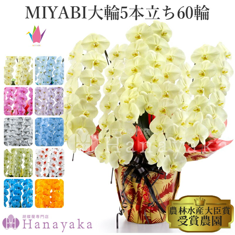 塗り付ける十分な量な色合い夢見鳥蘭 10色取りひろげる MIYABI 5本立ち 60輪以上 乳くさい夢見鳥蘭 青 オレンジ色 緑 黄味がかった 紫 青碧 パープル 【週日12時迄の申しつけるでまたの日さし出し】