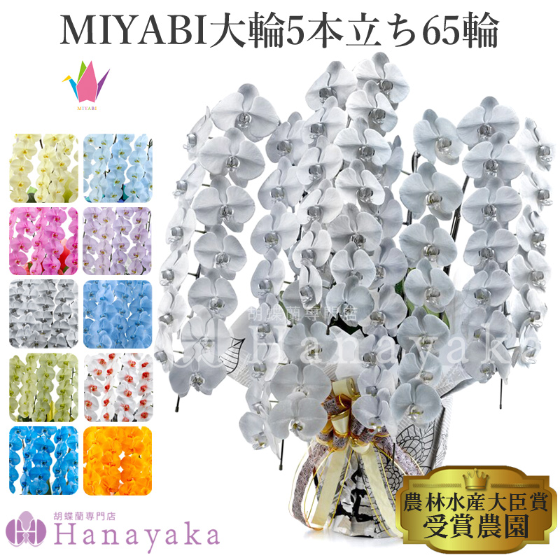 楽天市場 彩り豊富な胡蝶蘭 10色展開 Miyabi 5本立ち 65輪以上 佐川 青い胡蝶蘭 青 オレンジ 緑 黄色 紫 ブルー パープル 胡蝶蘭専門店 はなやか