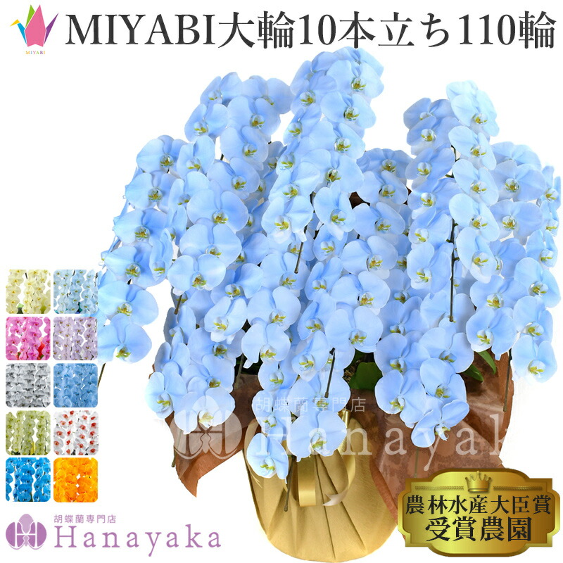 塗り付ける十分な量な夢見鳥蘭 10色取りひろげる MIYABI 10本立ち 110輪以上 乳くさい夢見鳥蘭 青 オレンジ色 緑 黄味がかった 紫 青碧 パープル 夢見鳥蘭 ※佐川急便【週日昼12時迄の申しつけるでまたの日さし出し】