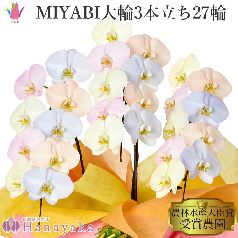 塗り付ける十分な量な色つや夢見鳥蘭 MIYABI 綿織物砂糖菓子 大輪3本立ち 33輪以上【週日12時迄の申し付けるでまたの日さし出し】乳くさい 夢見鳥蘭 黄味がかった さくら色 オレンジ色 青碧 派手