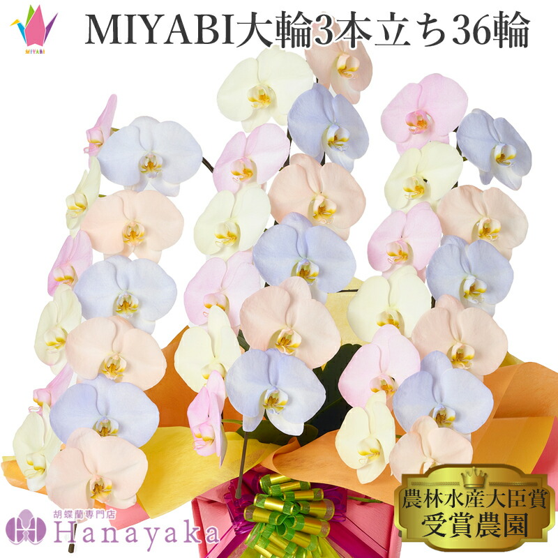 塗り付ける十分な量な色合い夢見鳥蘭 MIYABI 綿織物砂糖漬け 大輪3本立ち 36輪以上【週日12時迄の申し付けるでまたの日差し出し】青っぽい 夢見鳥蘭 黄味がかった サクラ色 オレンジ色 青色 多彩 花・観葉植物-鉢花-花・ガーデン・DIY