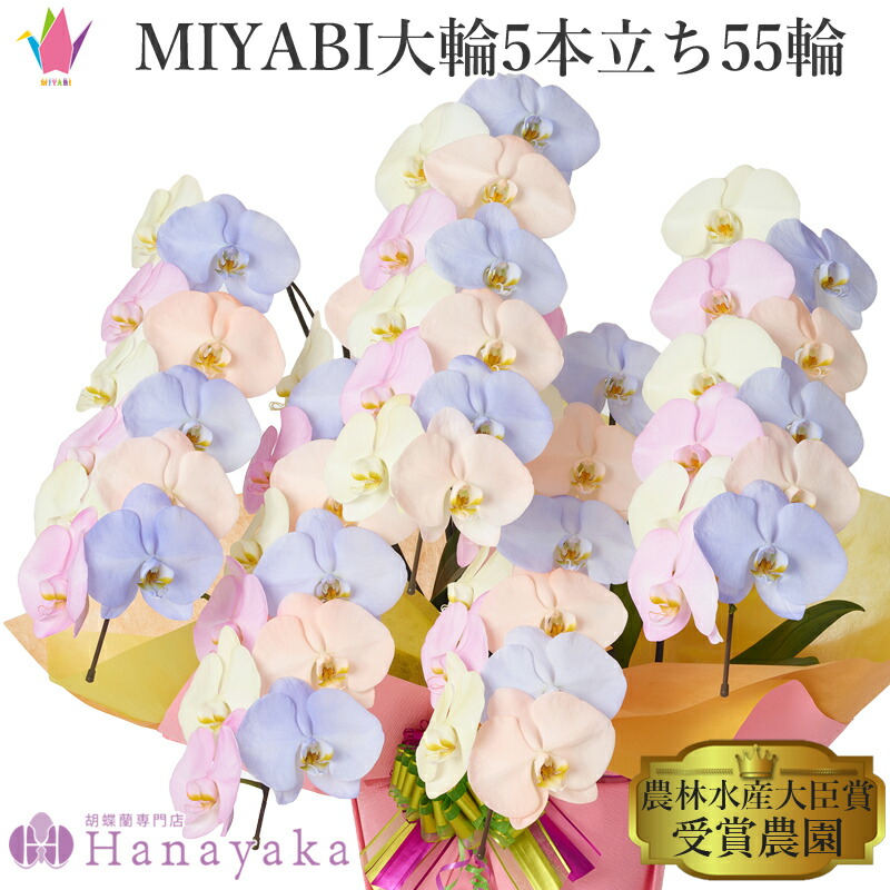 塗り付ける十分な量な色合い夢見鳥蘭 MIYABI 綿織物砂糖漬け 大輪5本立ち 55輪以上【週日12時迄の申しつけるでまたの日さし出し】乳くさい 夢見鳥蘭 黄味がかった サクラ色 オレンジ色 青碧 派手