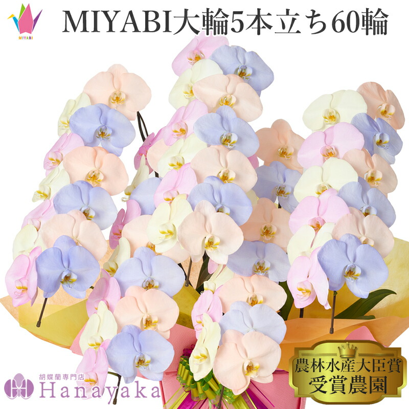 塗り付ける十分な量な色つや夢見鳥蘭 MIYABI 綿織物砂糖菓子 大輪5本立ち 60輪以上【週日12時迄の申し付けるでまたの日さし出し】乳くさい 夢見鳥蘭 黄味がかった さくら色 オレンジ色 青碧 派手