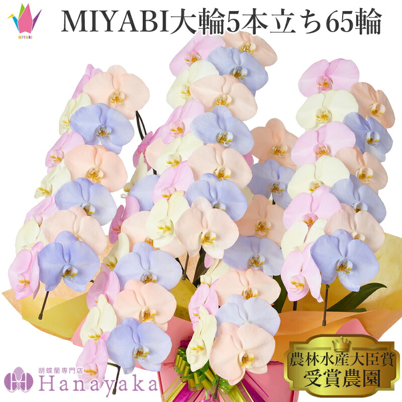 塗り付ける十分な量な色つや夢見鳥蘭 MIYABI 綿織物砂糖菓子 大輪5本立ち 65輪以上【週日12時迄の申し付けるでまたの日さし出し】乳くさい 夢見鳥蘭 黄味がかった さくら色 オレンジ色 青碧 派手 色つや夢見鳥蘭  彩 十分な量
