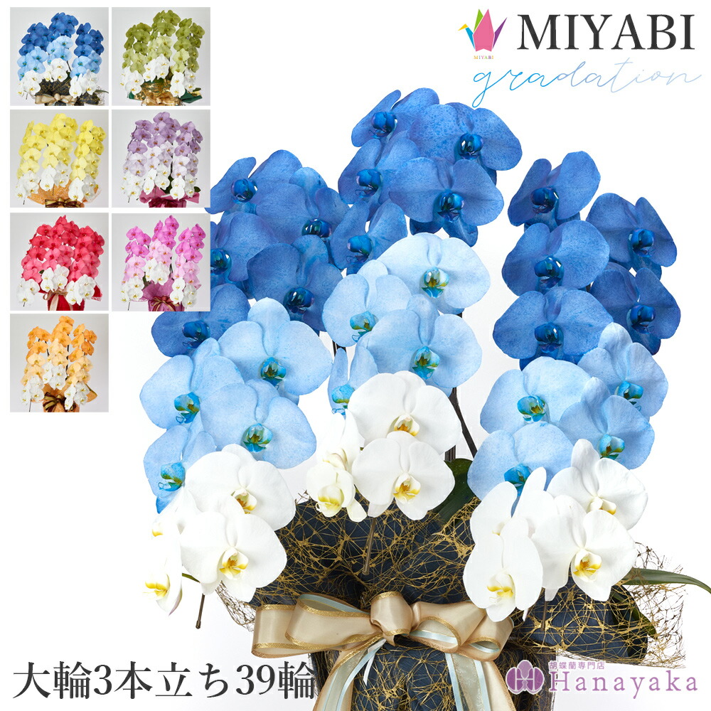 塗り付ける十分な量な夢見鳥蘭 MIYABI グラデーション 大輪3本立ち 39輪以上【週日昼12時迄の申し付けるでまたの日さし出し】乳くさい 夢見鳥蘭 黄味がかった さくら色 オレンジ色 青碧