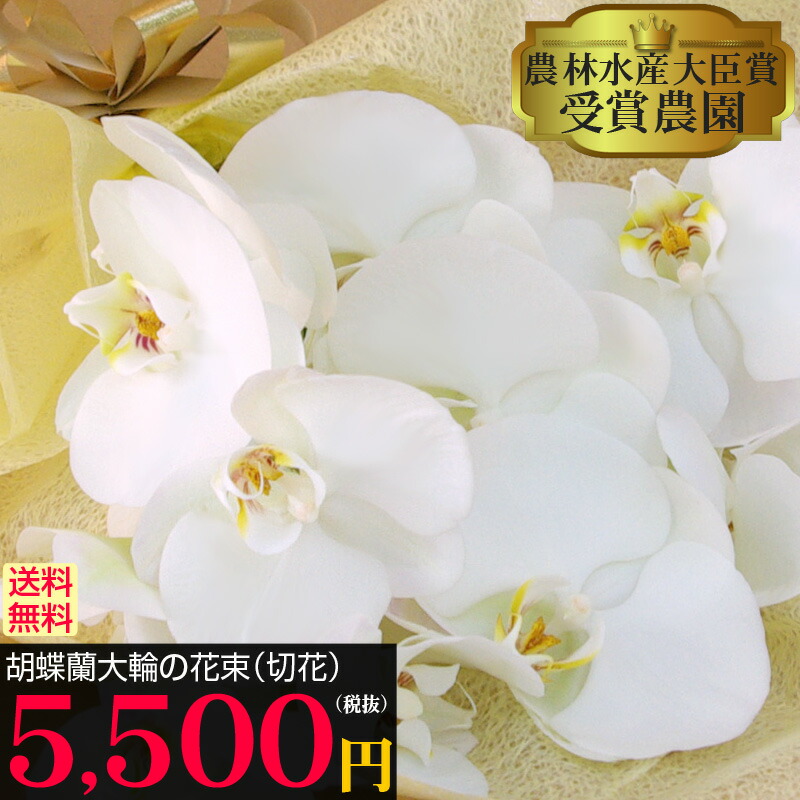 すべての美しい花の画像 Hd限定胡蝶 蘭 切り花