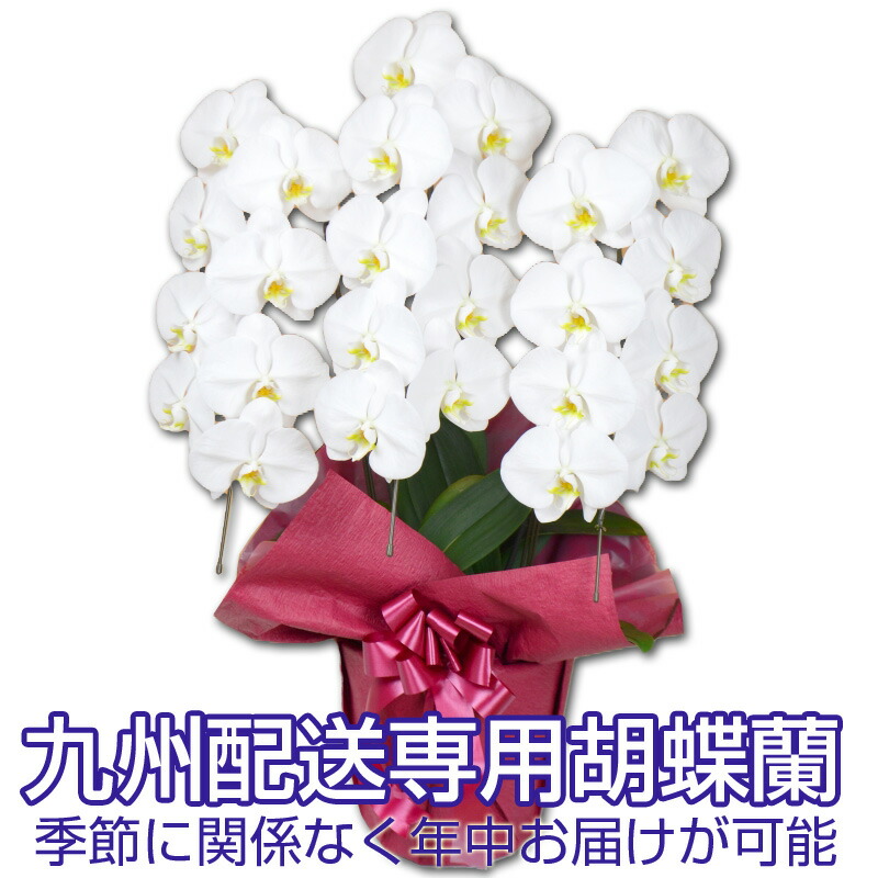 胡蝶蘭　※5輪開花※　九州お届け専用！胡蝶蘭　白大輪　3本立ち　24輪以上　※つぼみ込み【営業日昼12時迄の注文で翌々日出荷】※佐川急便（自社便になる場合あり）