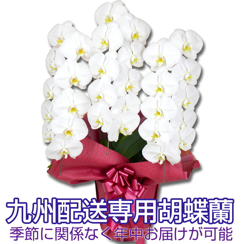 胡蝶蘭　※5輪開花※　九州お届け専用！胡蝶蘭　白大輪　3本立ち　30輪以上【営業日昼12時迄の注文で翌々日出荷】※佐川急便（自社便になる場合あり）｜胡蝶蘭専門店　はなやか