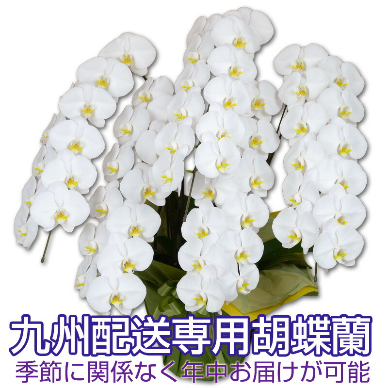胡蝶蘭 鉢花 送料無料 胡蝶蘭 移転祝い 開店祝い 就任祝い 胡蝶蘭 昇進祝い 胡蝶蘭 花 観葉植物 胡蝶蘭 花 還暦祝い お祝い 退職祝い ギフト 誕生祝い お供え こちょうらん 胡蝶蘭 5輪開花 九州お届け専用 胡蝶蘭 白大輪 5本立ち 60輪以上 つぼみ込み 営業日昼12時 胡蝶蘭 鉢花 送料無料 胡蝶蘭 移転祝い 開店祝い 就任祝い 胡蝶蘭 昇進祝い 胡蝶蘭 花 観葉植物 胡蝶蘭 花 還暦祝い お祝い 退職祝い ギフト 誕生祝い お供え こちょうらん 胡蝶蘭 5輪開花 九州お届け専用 胡蝶蘭 白大輪 5本立ち 60輪以上 つぼみ込み 営業日昼12時