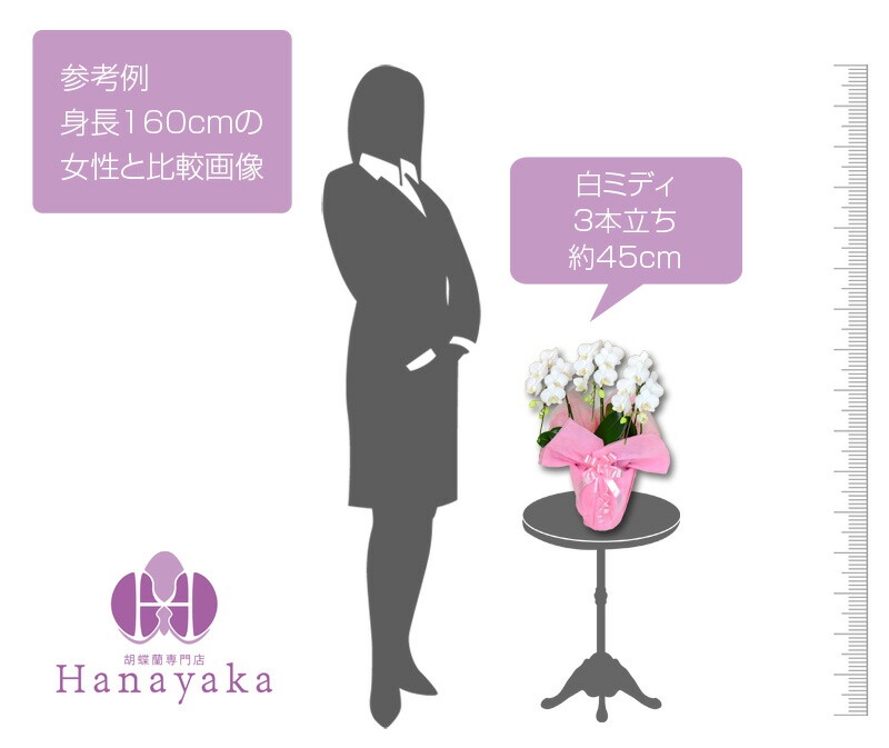 ハッピーな週末くん 胡蝶蘭ミディ3本立ちお祝い開店祝い移転祝い就任祝い花退職祝い還暦祝いはなやかミディ胡蝶蘭 ミニお歳暮フラワーギフト鉢花 人気の商品 ハッピーな週末くん 胡蝶蘭ミディ3本立ちお祝い開店祝い移転祝い就任祝い花退職祝い還暦祝いはなやかミディ胡蝶蘭 ミニお歳暮フラワーギフト鉢花 人気の商品