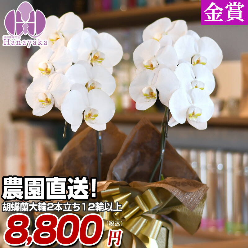 夢見鳥蘭 大輪 2本立ち 12輪以上 祝賀会  開店祝賀会 入会祝賀会 移し替える祝賀会 花 差し上げ物 お供え 生まれ落ちる日 母の日 差し上げ物 蘭 晴れ晴れしい 6R