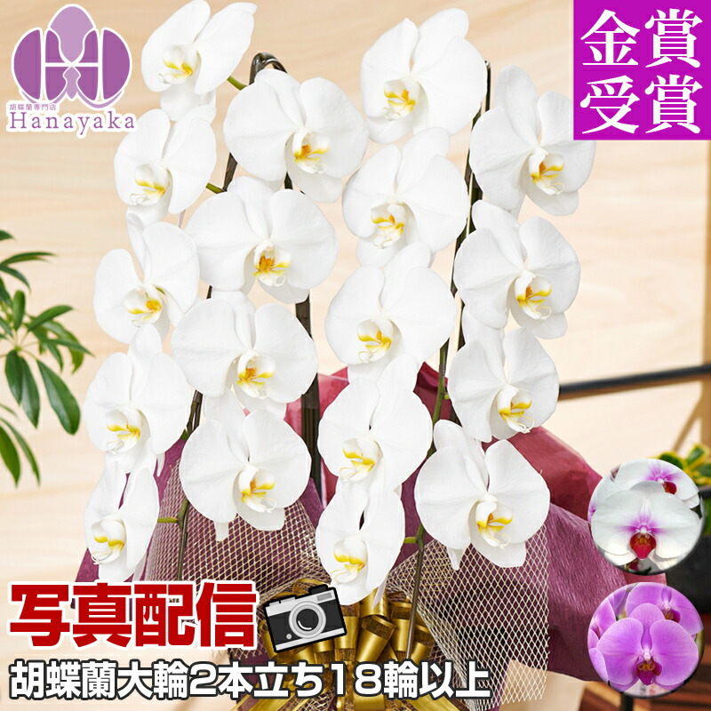 夢見鳥蘭 大輪 2本立ち 18輪以上（莟込） 祝い事  開店祝い事 着任祝い事 移し替える祝い事 花 差し上げ物 お供え 生まれ落ちる日 母の日 差し上げ物 蘭 晴れ晴れしい 9R