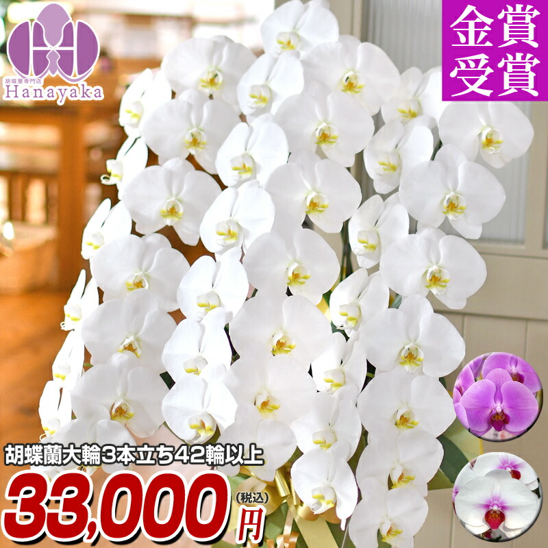 昇進 農林水産大臣賞 金賞受賞農園 就任 鉢花 送料無料 胡蝶蘭 お祝い 花 観葉植物 移転祝い 退職祝い 花 Ygx 胡蝶蘭 お祝い 開店祝い ギフト 誕生祝い お供え こちょうらん 還暦 傘寿 喜寿 胡蝶蘭 大輪3本立ち 42輪以上 つぼみ込 送料無料 Ygx 胡蝶蘭 お祝い 昇進 農林水産大臣賞 金賞受賞農園 就任 鉢花 送料無料 胡蝶蘭 お祝い 花 観葉植物 移転祝い 退職祝い 花 Ygx 胡蝶蘭 お祝い 開店祝い ギフト 誕生祝い お供え こちょうらん 還暦 傘寿 喜寿 胡蝶蘭 大輪3本立ち 42輪以上 つぼみ込 送料無料 Ygx 胡蝶蘭 お祝い
