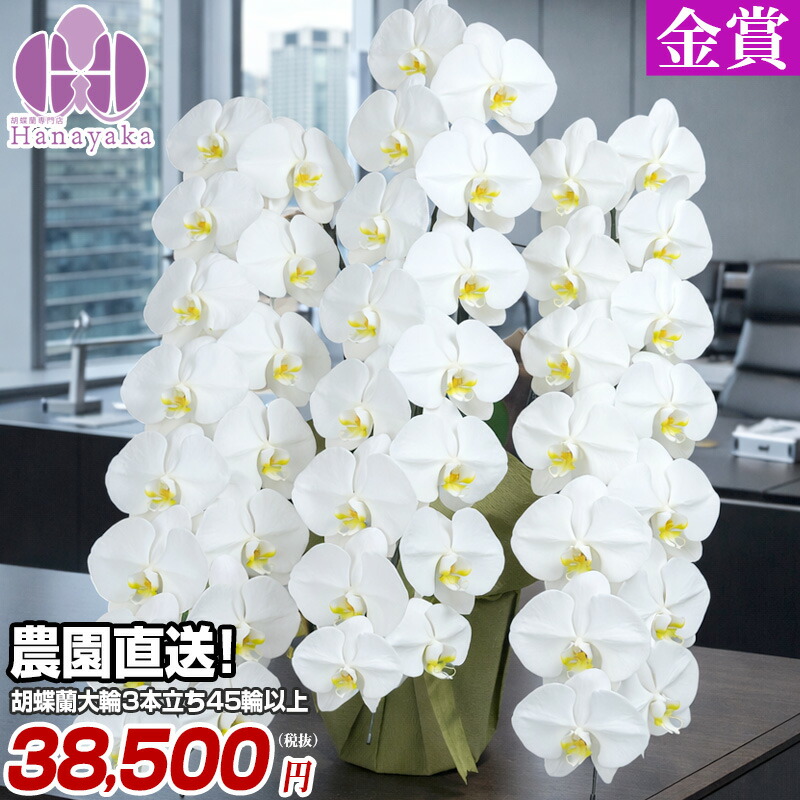 夢見鳥蘭 大輪 3本立ち 45輪以上（蕾込） 貨物輸送無料 ★OG 祝賀会  開店祝賀会 入会祝賀会 移し替える祝賀会 花 差し上げ物 お供え 生まれ落ちる日 母の日 差し上げ物 蘭 晴れ晴れしい