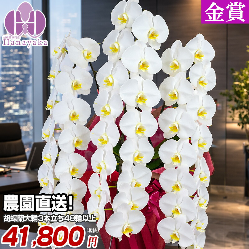 夢見鳥蘭 大輪3本立ち48輪以上（蕾込） ★OG 祝賀会  開店祝賀会 入会祝賀会 移し替える祝賀会 花 差し上げ物 お供え 生まれ落ちる日 母の日 差し上げ物 蘭 晴れ晴れしい