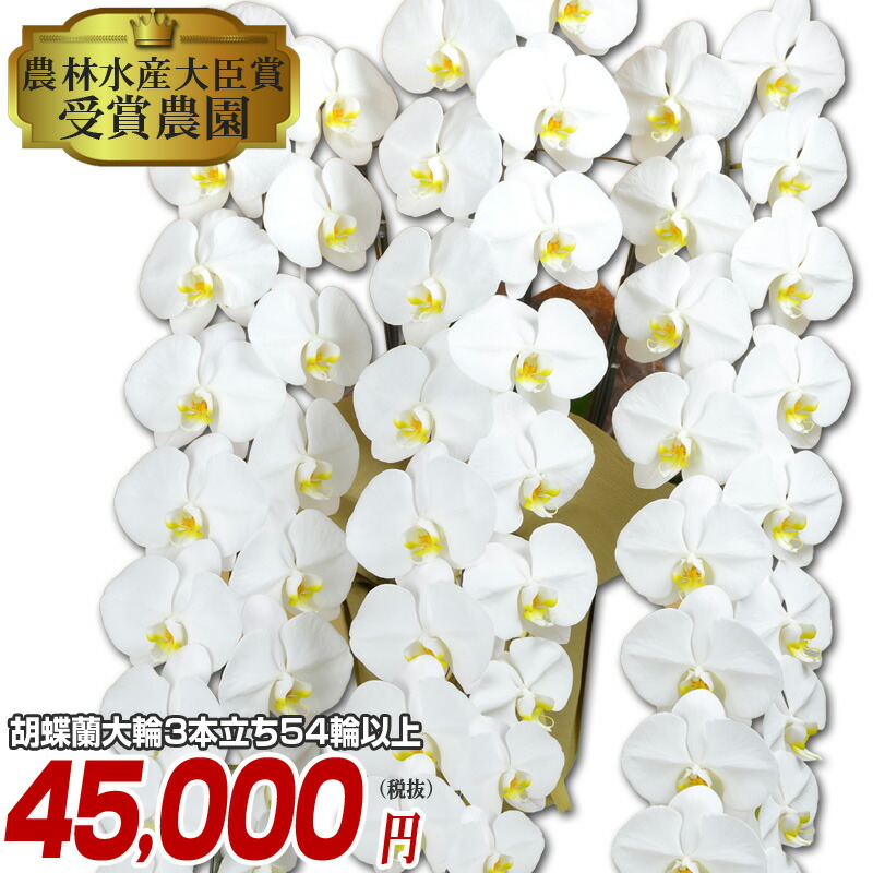 新作saleセール30 Off 胡蝶蘭 大輪3本立ち 54輪以上 つぼみ込 6分咲き 送料無料 Og 胡蝶蘭 お祝い 開店祝い お歳暮 上質で快適 Grammo Org