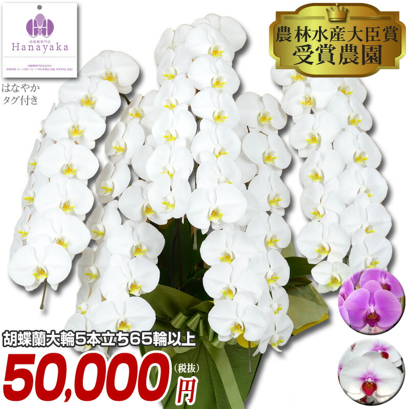 人気新作 胡蝶蘭5本立ち大輪あす楽送料無料胡蝶蘭お祝い花ギフト開店祝い開業祝い就任昇進移転開院蘭価格花フラワーギフトはなやか胡蝶蘭大輪