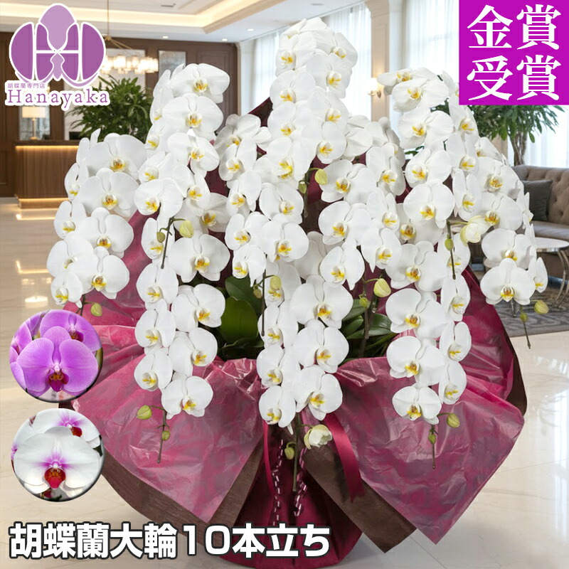 夢見鳥蘭 大輪 10本立ち90輪以上（蕾込）【佐川】祝賀会  開店祝賀会 入会祝賀会 移し替える祝賀会 花 差し上げ物 お供え 生まれ落ちる日 母の日 差し上げ物 蘭 晴れ晴れしい 9R