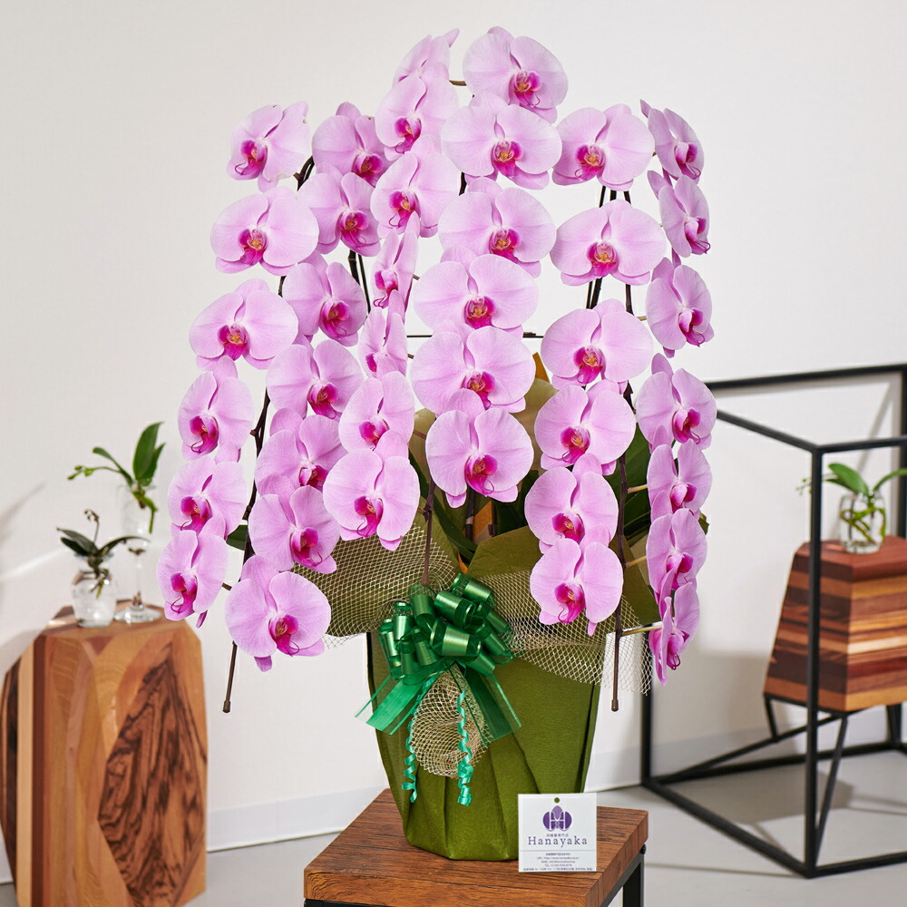 胡蝶蘭 大輪 3本立ち 39輪以上 つぼみ込 花上札 金色ラップ無料 Ygx 胡蝶蘭 お祝い ギフト 花 プレゼント 贈り物 お供え お誕生日 引越し 開店祝い 開業祝い 移転祝い 還暦 Udirons Com