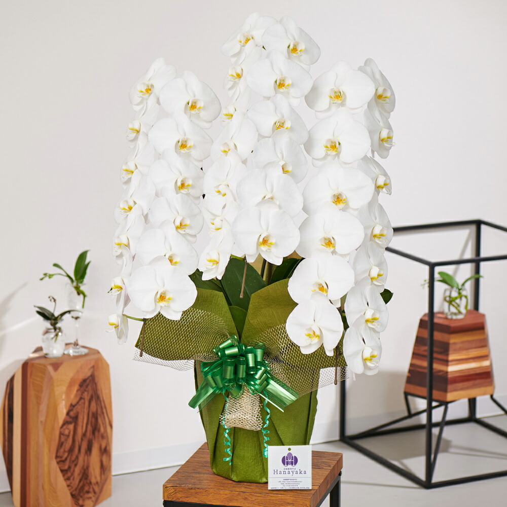 胡蝶蘭 大輪 3本立ち 39輪以上 つぼみ込 花上札 金色ラップ無料 Ygx 胡蝶蘭 お祝い ギフト 花 プレゼント 贈り物 お供え お誕生日 引越し 開店祝い 開業祝い 移転祝い 還暦 Udirons Com