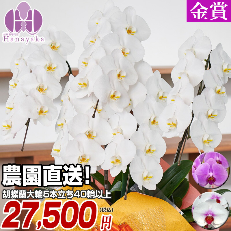 胡蝶蘭 ギフト 5本 就任祝い お祝い 送料無料 開店祝い 還暦祝い 昇進祝い 就任祝い 就任祝い 退職祝い 胡蝶蘭 移転祝い 昇進祝い 花 退職祝い ギフト 誕生祝い お供え こちょうらん 還暦 傘寿 喜寿 胡蝶蘭 大輪 5本立ち 40輪以上 つぼみ込 Ygx 送料無料 お祝い 胡蝶蘭 ギフト 5本 就任祝い お祝い 送料無料 開店祝い 還暦祝い 昇進祝い 就任祝い 就任祝い 退職祝い 胡蝶蘭 移転祝い 昇進祝い 花 退職祝い ギフト 誕生祝い お供え こちょうらん 還暦 傘寿 喜寿 胡蝶蘭 大輪 5本立ち 40輪以上 つぼみ込 Ygx 送料無料 お祝い