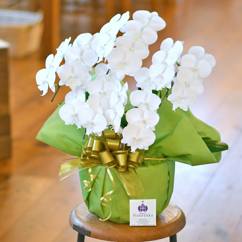 開店記念セール 胡蝶蘭 ミディ 5本立 ラッピング付き 送料無料 営業日昼12時迄の注文で当日出荷 Fucoa Cl