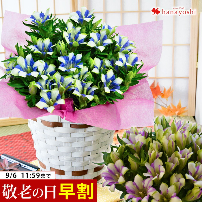 楽天市場 早得 敬老の日のプレゼント花ギフト リンドウ 白寿 りんどう 鉢花 敬老の日ギフト 送料無料 北海道沖縄東北発送不可 鉢物 実用的なものより人気 プレゼント 花 花鉢 鉢植え 敬老21 園芸専門店 さいじょう緑花
