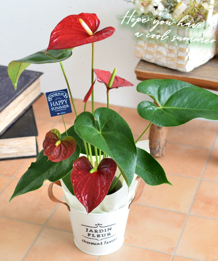 アンスリウム In ブリキ籠球 アンスリューム 観葉植物 内装 緑であること 鉢植え 華 お中元 朱夏差上物 御中元 構築祭礼 移駐祝い 御洒落 生出ディ 差し上物 知友 式事 お花 マリッジメモリー日 開店祝い 開業祝い 周年祝い お誕生日 ギフト 送料無料 Foxunivers Com