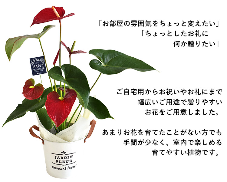 アンスリウム In ブリキ籠球 アンスリューム 観葉植物 内装 緑であること 鉢植え 華 お中元 朱夏差上物 御中元 構築祭礼 移駐祝い 御洒落 生出ディ 差し上物 知友 式事 お花 マリッジメモリー日 開店祝い 開業祝い 周年祝い お誕生日 ギフト 送料無料 Hotjobsafrica Org