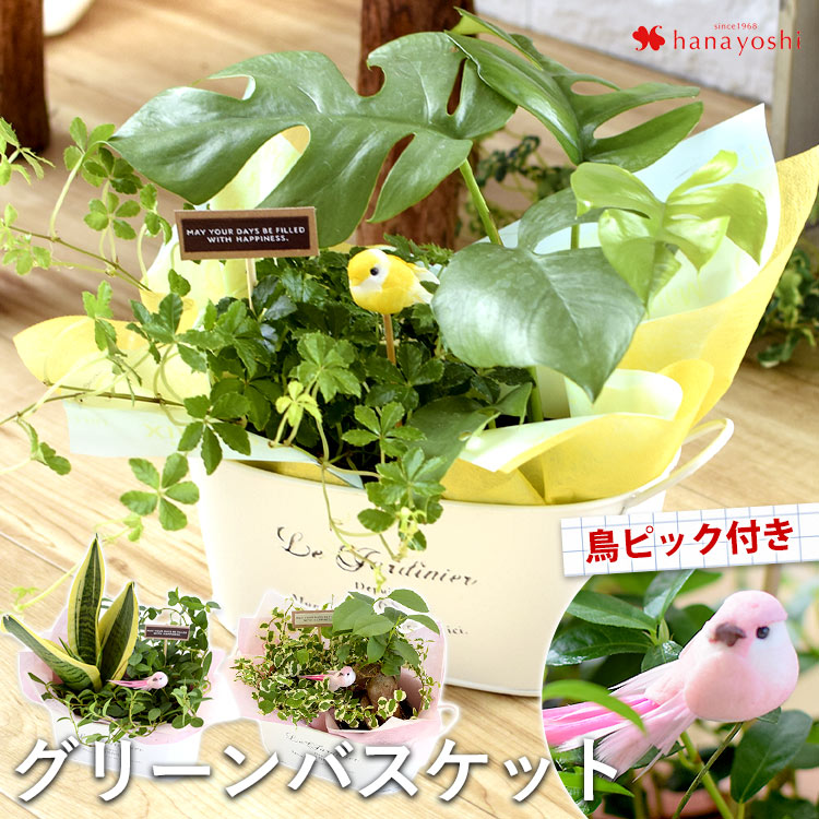 観葉植物 インテリア ギフト おまかせグリーンバスケット 寄せ入れ 植物 秋 お誕生日 還暦 開店祝い 新築祝い 贈り物 誕生日 プレゼント 女性 母 祖母 男性 引っ越し祝い 移転祝い おしゃれ 退職祝い 送別会 転勤 即日発送 メッセージカード付き 海外限定