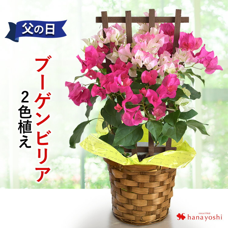 楽天市場 まだ間に合う 父の日 プレゼント ブーゲンビリア 2色植え 5号鉢 トレリス仕立て In バスケット １鉢で２色楽しめる 父の日 花 鉢植え ギフト 鉢花 お父さん 父の日ギフト 義父 父 花鉢 サマー 夏 品質保証 フラワーマーケット花由
