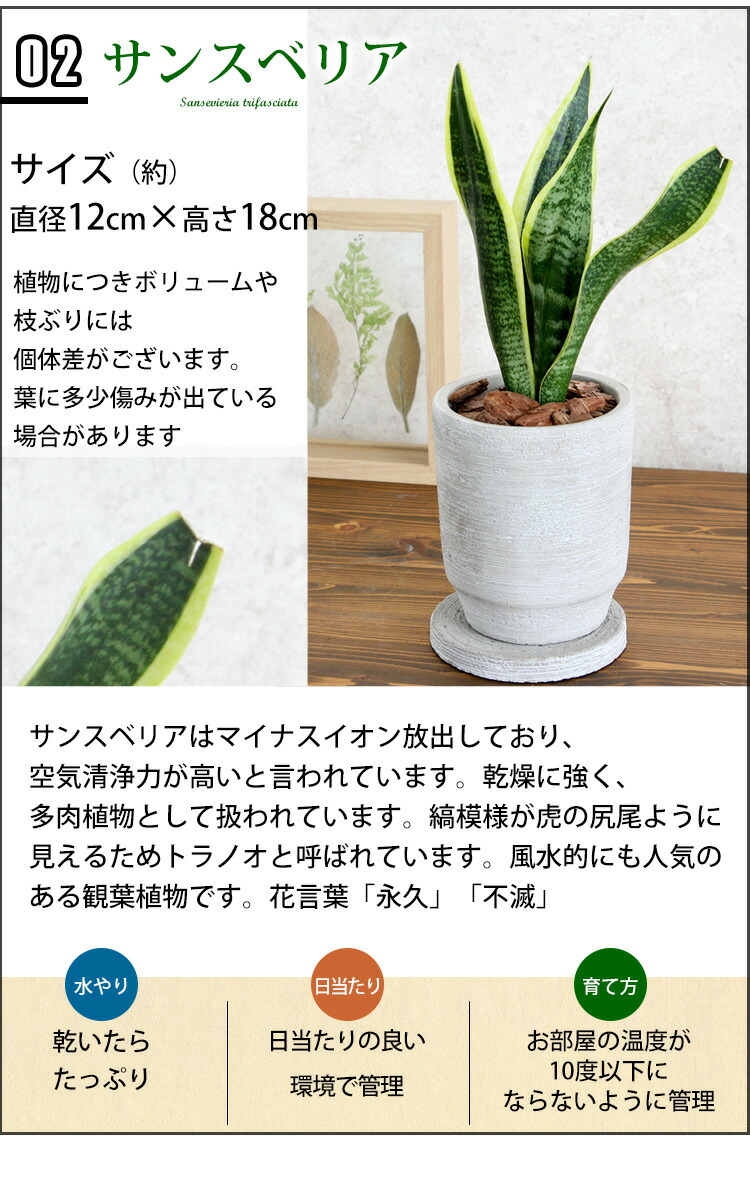 選べる 観葉植物 選べる器 ガジュマルの木 サンスベリア ペペロミア シュガーバイン つる性がじゅまる おしゃれ 鉢 インテリア グリーン 観葉植物 ギフト 誕生日 プレゼント 女性 女友達 男性 父 定年 退職祝い 新築祝い 友人 引っ越し祝い お祝い 贈り物 送料無料 選べる 観葉植物 選べる器 ガジュマルの木 サンスベリア ペペロミア シュガーバイン つる性がじゅまる おしゃれ 鉢 インテリア グリーン 観葉植物 ギフト 誕生日 プレゼント 女性 女友達 男性 父 定年 退職祝い 新築祝い 友人 引っ越し祝い お祝い 贈り物 送料無料