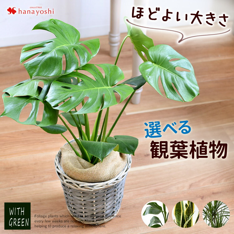 楽天市場】観葉植物 モンステラ 6号サイズ 選べる鉢カバー付き