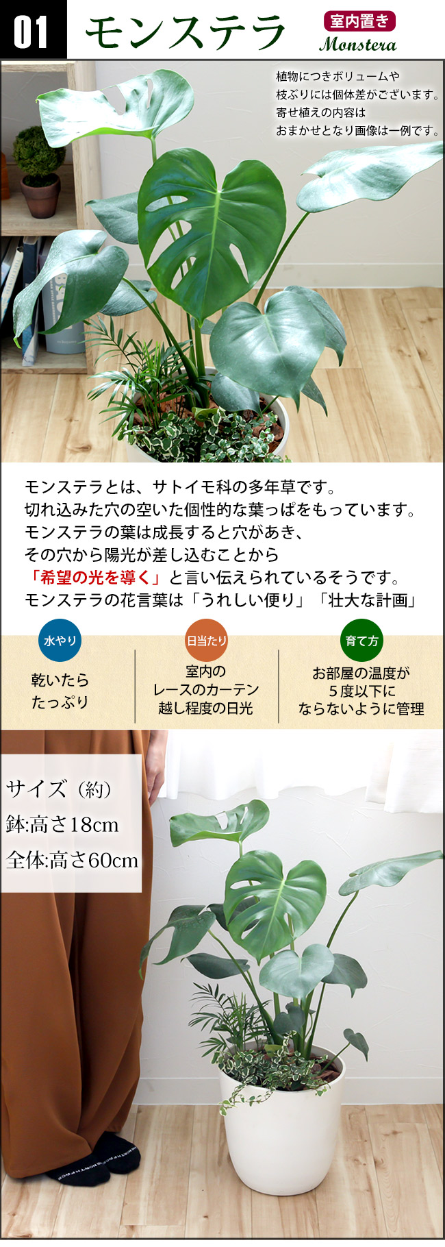 選べる観葉植物の寄せ植え 人気の3種 モンステラ サンスベリア ストレリチア バスケット付 育てやすい インテリア グリーン 観葉植物 おしゃれ サンセベリア ストレチア 誕生日 プレゼント 女性 男性 新築祝い 友人 結婚祝い 引越し祝 開店祝い 開業祝い 送料無料