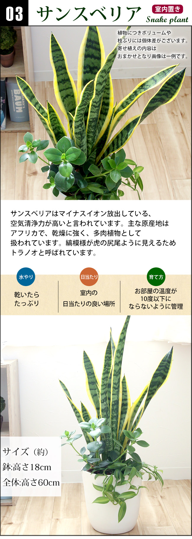 選べる観葉植物の寄せ植え 人気の3種 モンステラ サンスベリア ストレリチア バスケット付 育てやすい インテリア グリーン 観葉植物 おしゃれ サンセベリア ストレチア 誕生日 プレゼント 女性 男性 新築祝い 友人 結婚祝い 引越し祝 開店祝い 開業祝い 送料無料