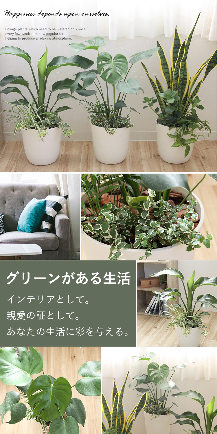 選べる観葉植物の寄せ植え 人気の3種 モンステラ サンスベリア ストレリチア バスケット付 育てやすい インテリア グリーン 観葉植物 おしゃれ サンセベリア ストレチア 誕生日 プレゼント 女性 男性 新築祝い 友人 結婚祝い 引越し祝 開店祝い 開業祝い 送料無料