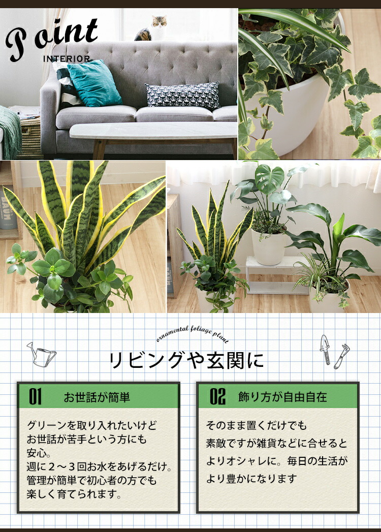 選べる観葉植物の寄せ植え 人気の3種 モンステラ サンスベリア ストレリチア バスケット付 育てやすい インテリア グリーン 観葉植物 おしゃれ サンセベリア ストレチア 誕生日 プレゼント 女性 男性 新築祝い 友人 結婚祝い 引越し祝 開店祝い 開業祝い 送料無料