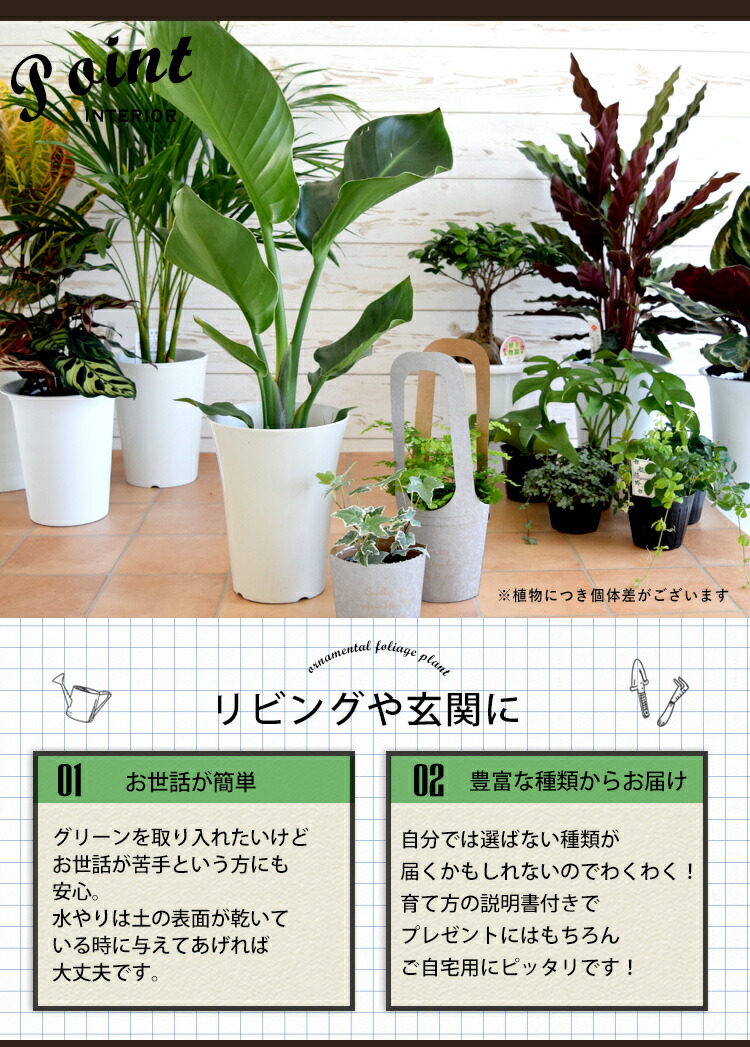 ポットカバー付き おまかせ福袋 グリーン3点セット 育てやすい インテリア グリーン 観葉植物 おしゃれ ギフト 誕生日 プレゼント 女性 女友達 男性 新築祝い 友人 結婚祝い 引っ越し祝い 退職祝い 贈り物 すぐに飾れる Giosenglish Com