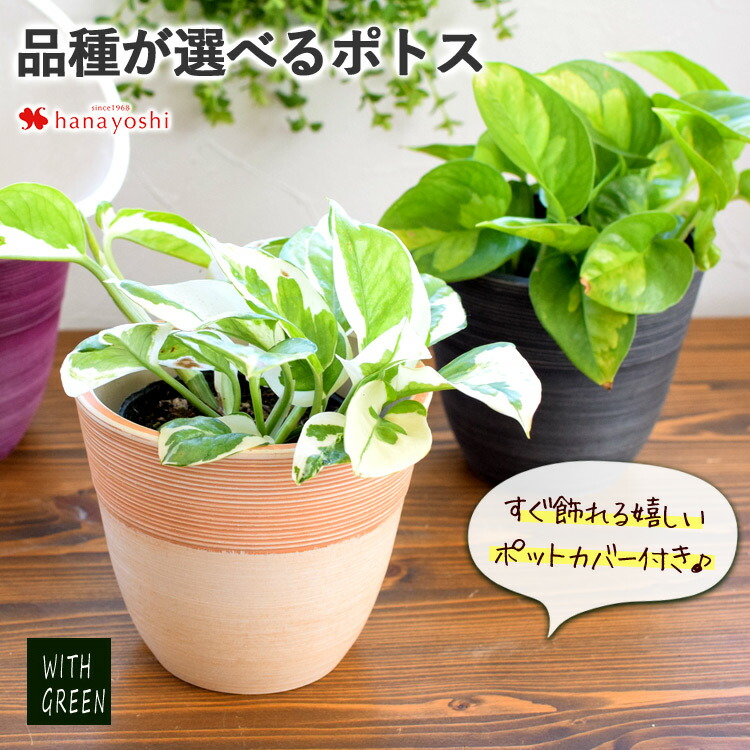 品種が選べるポトス すぐ飾れる嬉しいポットカバー付き エンジョイ グローバルグリーン 観葉植物 インテリア ギフト プレゼント おしゃれ ミニ 鉢 新築祝い お祝い 男性 誕生日 お誕生日 プレゼント 女性 女友達 結婚祝い 引っ越し祝い 贈り物 With Green