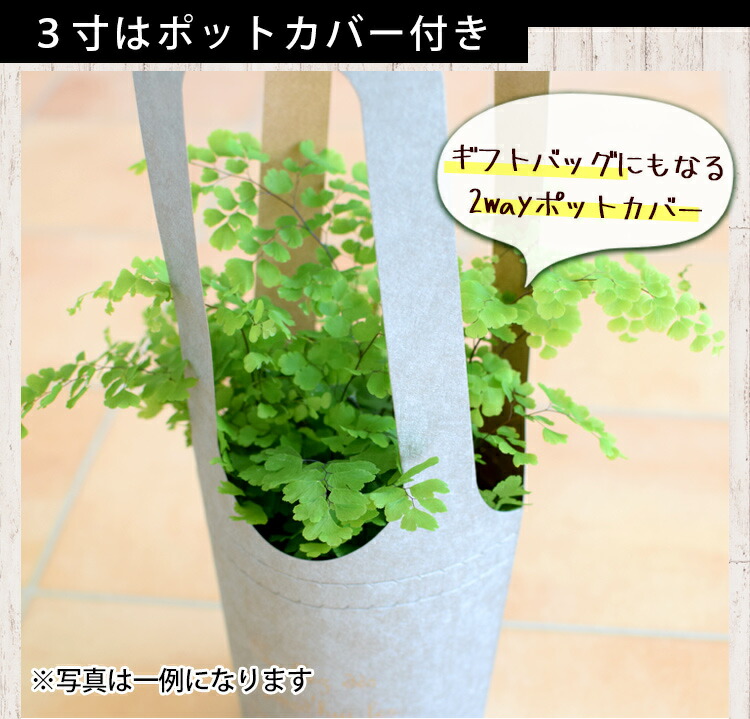 ポットカバー付き おまかせ福袋 グリーン3点セット 育てやすい インテリア グリーン 観葉植物 おしゃれ ギフト 誕生日 プレゼント 女性 女友達 男性 新築祝い 友人 結婚祝い 引っ越し祝い 退職祝い 贈り物 すぐに飾れる Giosenglish Com