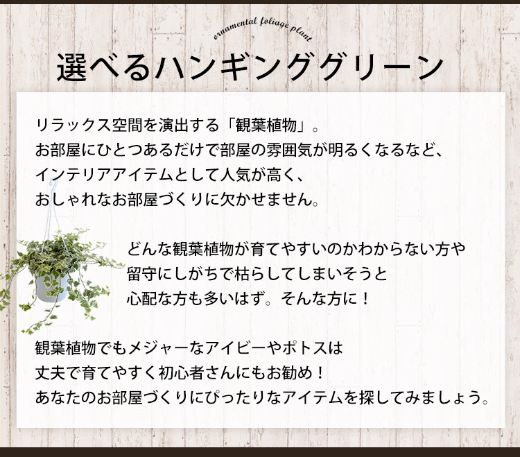 アイビー ポトス 選べるハンギンググリーン つる性 おしゃれ 鉢 インテリア グリーン 観葉植物 吊り下げ 誕生日 プレゼント 女性 女友達 男性 父 退職祝い 新築祝い 友人 引っ越し祝い お祝い 開店祝い 開業祝い 贈り物 送料無料 Letempslev K7a Com