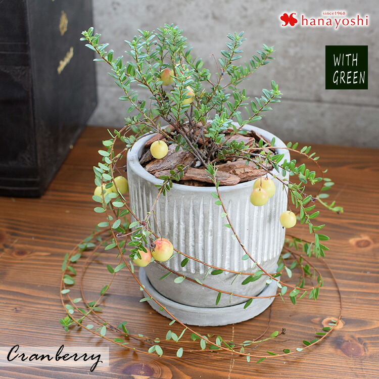 楽天市場 期間限定 クランベリー 鉢植え観葉植物 インテリア ギフト 室内 おしゃれ 引越し祝い 新築祝い 開店祝い お祝い 開業祝い 周年祝い 結婚記念日 誕生日 プレゼント 女性 母 女友達 友人 退職祝い 就職祝い 11月頃までの間で指定可能 フラワーマーケット花由
