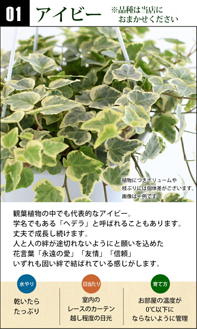 アイビー オウゴンカズラ 選べるハンギング翠色 つる気象 格好良い 頭蓋 ファーニチャー グリーン 観葉草木 吊り下げ 生年月デート日 恵与 衒妻性 女友達 男子 師父 辞任慶び事 構築祝い 仲よし 引越祝い 会 開店祝い 開業祝い 土産 送料無料 Hotjobsafrica Org