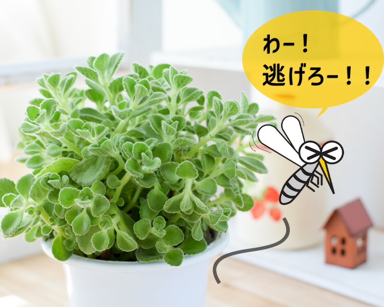 虫よけ アロマティカス 6月4日 7月8日の間でご指定ok4個まで同梱ok ハーブキューバンオレガノ の鉢植 虫除け