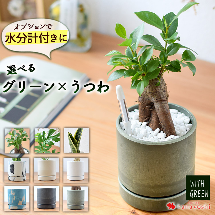 【現品】ガジュマル　8号　白鉢　（4） 楽天市場】多幸の木 ガジュマル 盆栽風 8号 ホワイトスクエア