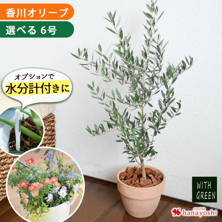 楽天市場】【スーパーSALE10%OFF】【選べる品種】オリーブの木7号
